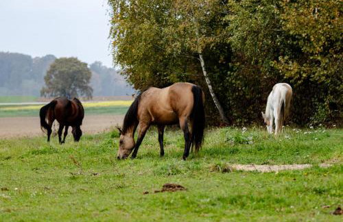 Ferienwohnung mit sonniger Dachterrasse am Pferdehof - Foto 35