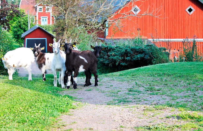 4 Person Holiday Home in Stjarnhov - Foto 27