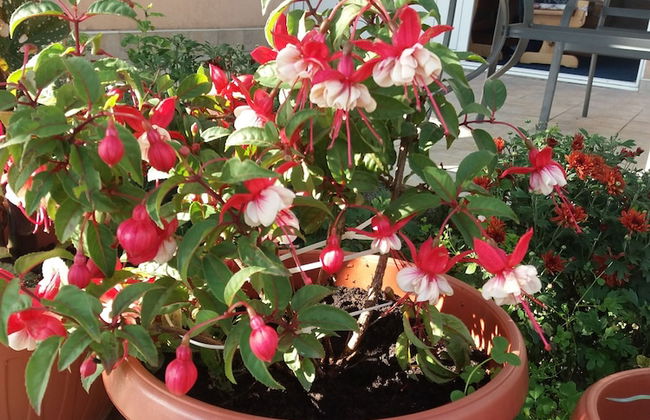 Apartmani Mitrovic Podlicak - Foto 37