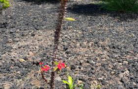 Casa Baleia Laranja Ocean-Front - Photo 51