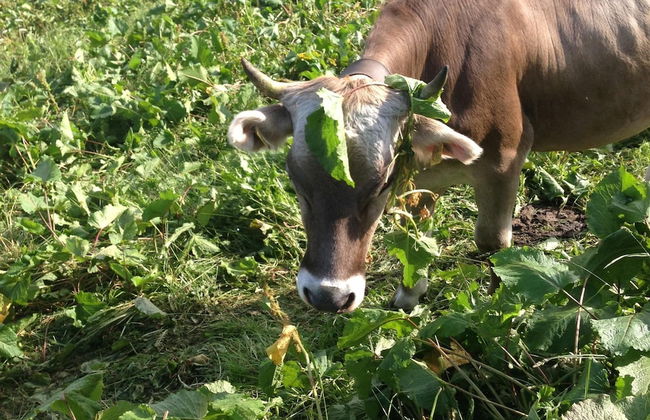 Spacious Apartment in Riederalp near Ski Trail - Foto 13