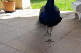 Schloss Tressow - Photo 2