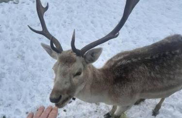 Dom na polanie - Photo 39