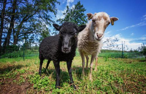 Gutshof Dragefeld - Foto 33