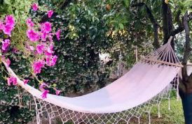 Orange Lemon Garden - Foto 46