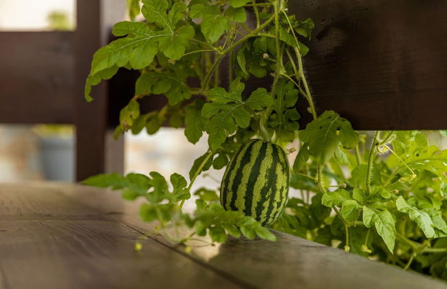 Villa Galani Agios Stefanos - Foto 28