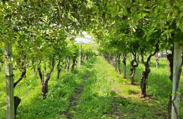 A Garda Dream Luxury Apartments - Foto 63