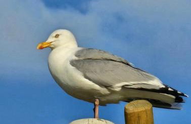 Haus Juist-Norddeich - Foto 48