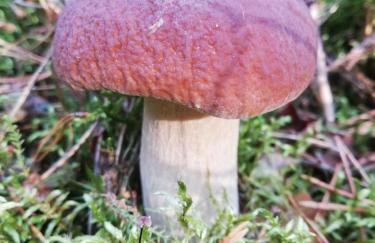 Domek pod lasem w miejscowości Rozogi- Mazury - Foto 15