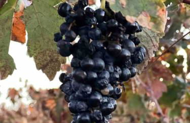 Luxury Event and Stay in Celina, Texas - Photo 34