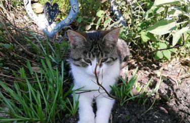 Meisterbauerhof - Foto 2