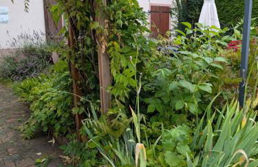 Les Chanterelles La souris des champs - Foto 7