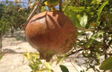 Agriturismo Baglio del Melograno - Foto 16