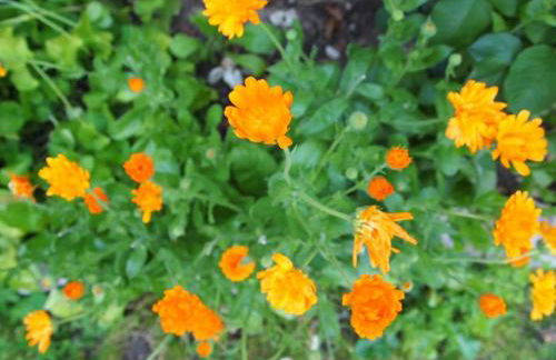 Agritur Agrihouse - Foto 28