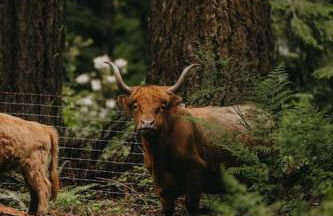 Highland Farms - Your Private Forest Farm - Foto 1