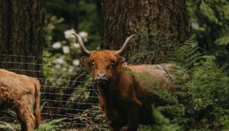 Highland Farms - Your Private Forest Farm - Foto 1