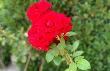 Residence Melody - Adult only - Foto 17