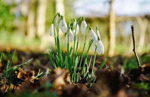 Knapp Cottage - Foto 23