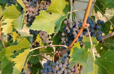 Agriturismo la casa degli amici - Foto 24