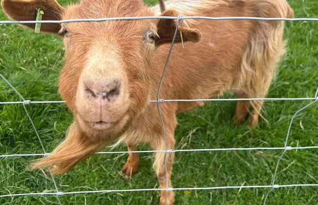 Cute and Cosy Shepard hut With Wood Fuel hot tub - Foto 17