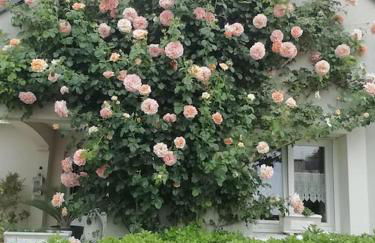 La Desirade - Photo 20