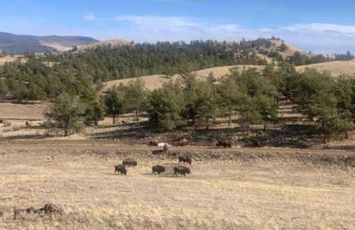 Buffalo Cabin - Foto 16