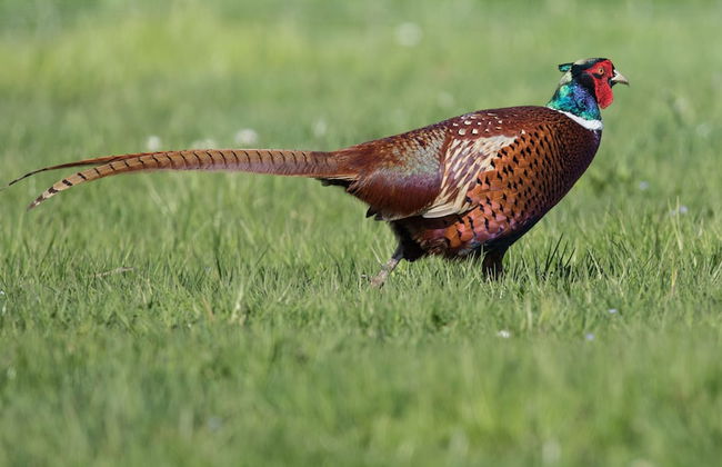 Steigmatt Bauernhof - Erlebnis - Foto 56