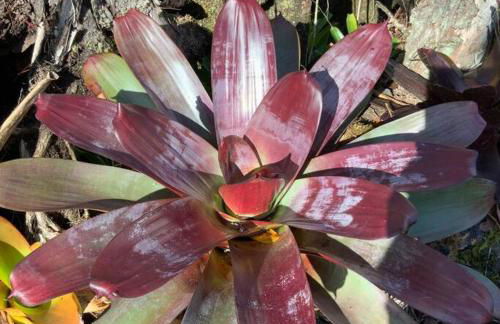 Exotic Garden cottage at amazing volcano fissure - Foto 17