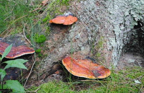 Vakantiehuis Ramsbeck - Foto 40