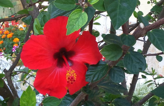 Irene Apartments Acharavi - Foto 15