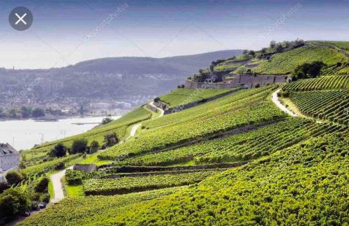 1.0 Relaxen am Kloster Johannisberg - Foto 36