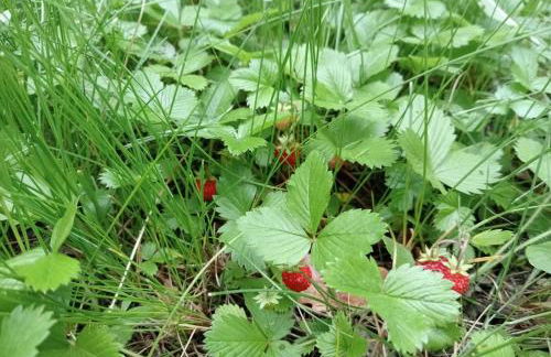 Apartamento-Casa turística l'Espígol - Foto 20