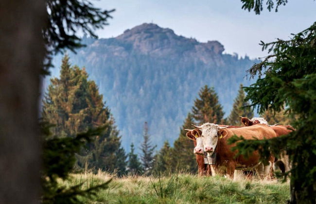 Mountain Apartment in Bad Kotzting - Foto 21