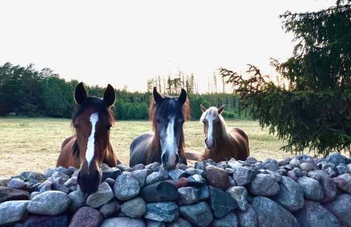 Herrenhaus Carolinenhof - Foto 20