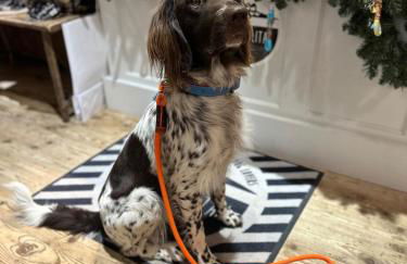 #9 Ommi Kese Drachen See-Suite Sauna Hund - Foto 21