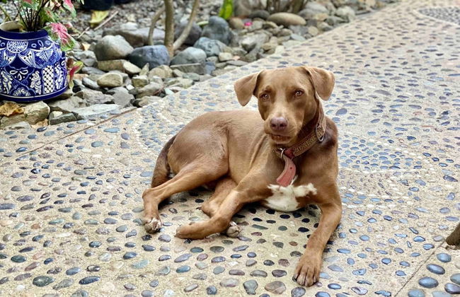 Villa Palomas A Unos Pasos De Playa La Ropa - Foto 43