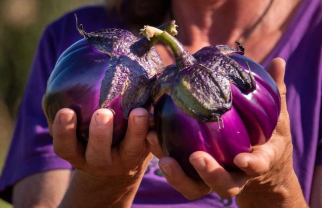 Villetta Large Morellino 4 pax - Foto 20