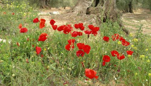 La Molina Del Olivar - Peaceful Location - Foto 4