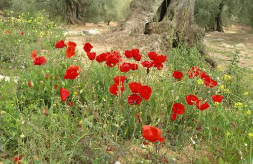 La Molina Del Olivar - Peaceful Location - Foto 4