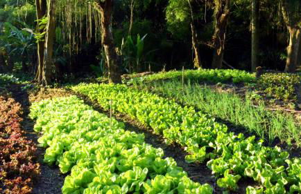 Hotel Fazenda Villa-Forte - Photo 133