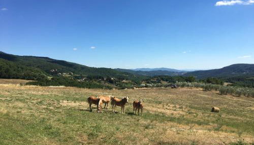 Villa Poggio dei Cipressi - Foto 3