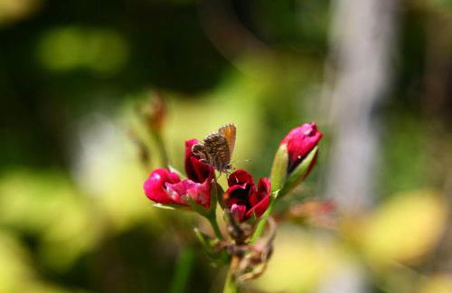 As Casinhas de Loureda - Foto 17