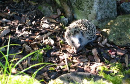 Öko-Ferienwohnung im Landhaus Hübner - Foto 20