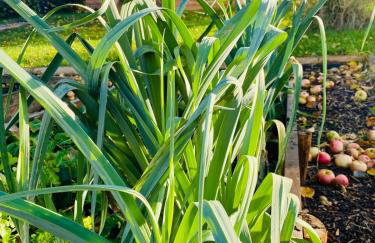 The Apple Shed - cosy cabin nestled in orchard in rural Devon - Foto 23