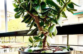 Maison d'Or - Via Cecchi - Foto 19