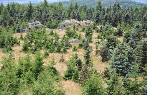 Verlegerhaus Seiffen - Foto 48