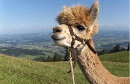 Allgäuferienhaus Sandra - Foto 45