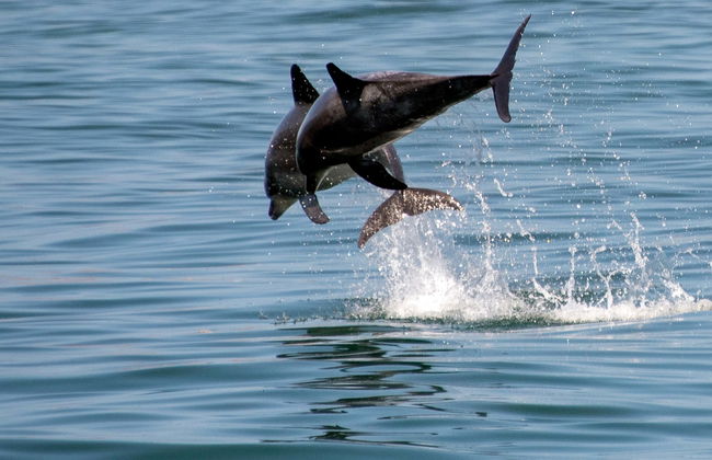 Avvistamento di delfini a Knysna - Foto 1
