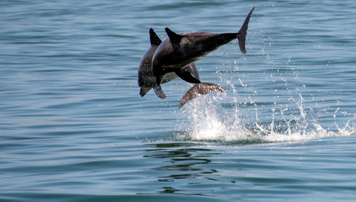 Avvistamento di delfini a Knysna