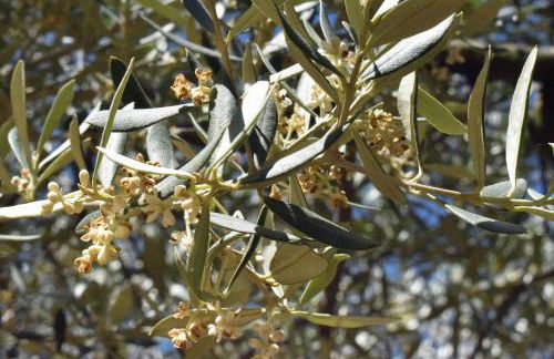 Cau d'Amor - Foto 33